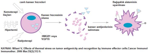 Hipertermi Hanserin Yardımcı Tedavisinde Nasıl Yarar Sağlar?