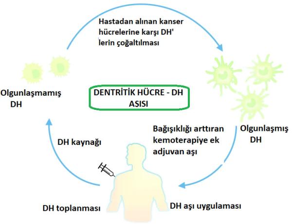 Dentritik kanser aşısı nedir? Nasıl hazırlanır? Kimlere Uygulanır?